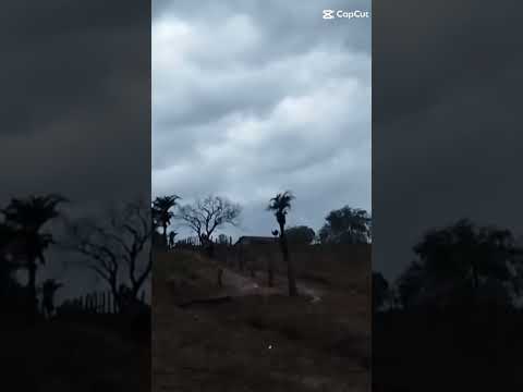 #Novembro #bahia #jaboticaba #quixabeira