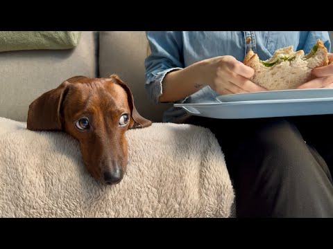 Things our mini dachshund silently judges us for 👀