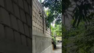 Download lagu Rumah Irfan Hakim mp3