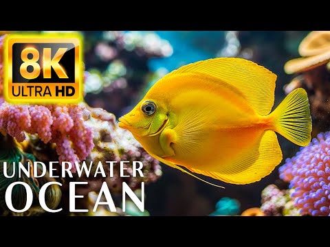 Underwater Paradise 8K ULTRA HD - Sea Creatures and Coral Reefs for Ultimate Relaxation