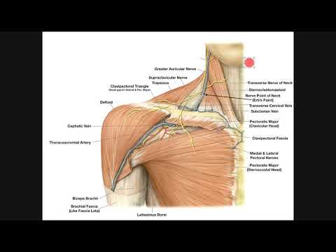 Identifying Structures in the Axilla [Part 1]