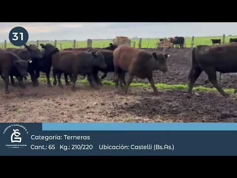 Lote Hembras - Castelli Bs As
