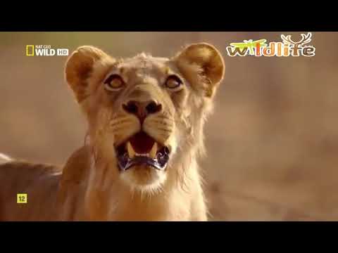 Africa's Hunters   Kings Of Nsefu