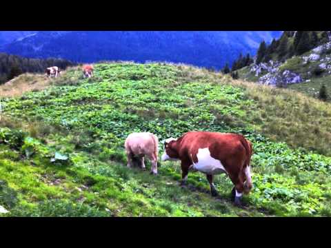 www.carnia.la - Mucche a casera Pal Grande di Sopra