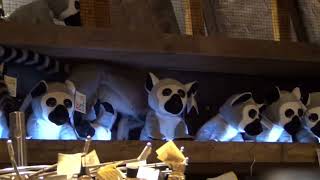 preview picture of video 'Pairi Daiza: Lemurs invade a souvenir shop'