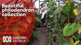 Philodendron collection thriving out of the tropics | A love of Aroids | Gardening Australia