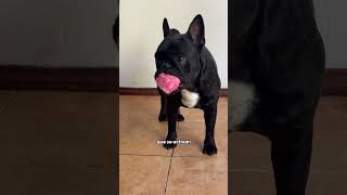 Video de Beepaw Juguete Interactivo Crick-e