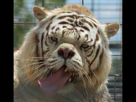 RAPTOLOGY | Wir sind's!