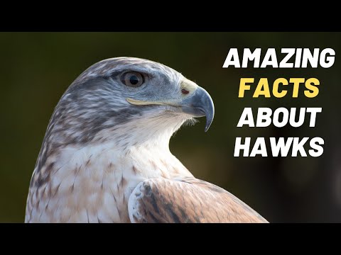 Top 20 Amazing Facts About Hawks