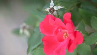 So In Love With You - Leroy Hutson