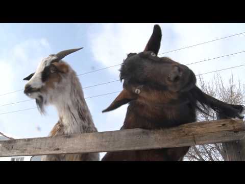 "Будни" (новости, 12.03.26г., Бийское телевидение)