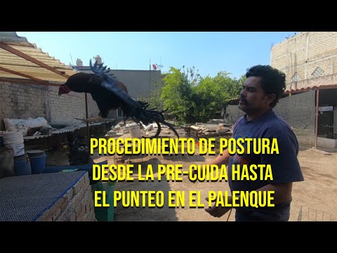 , title : 'Procedimiento de Postura| Desde la Pre-Cuida hasta el Punteo en el Palenque| Pastor Martin Palma'