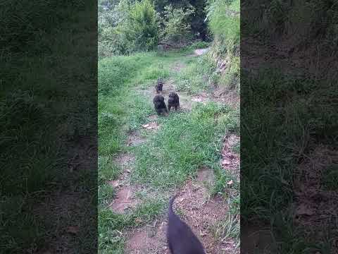 German shepherd pupps play time 1