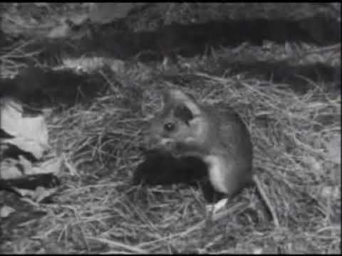 Ryšavka žltohrdlá (Apodemus flavicollis) prenáša mláďatá