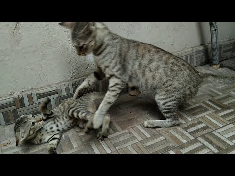 Lucy The Mama Cat Attacking On Her Kittens For No Reason | Cat Teaching Lessons To Her Kittens