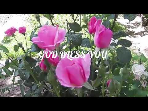 Lovely Pink Roses Happy Sunday | Good Morning | God Bless You | Have A Blessed Day | shinis style 🌷