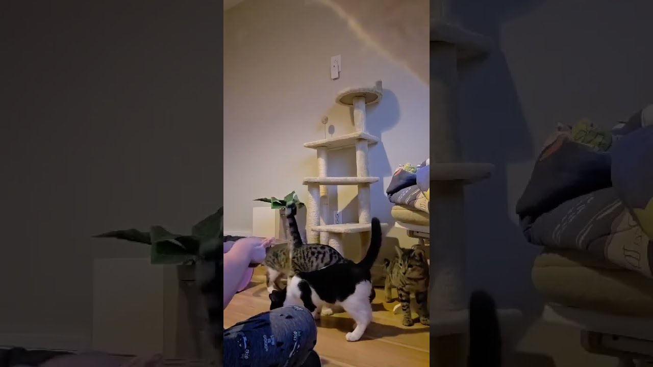 Enlarge Greyson, a Adoptable Domestic Short Hair in Verdun, QC video 3/3