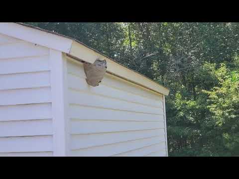 Bald-Faced Hornets Hanging on Side of a Shed in Tinton Falls, NJ
