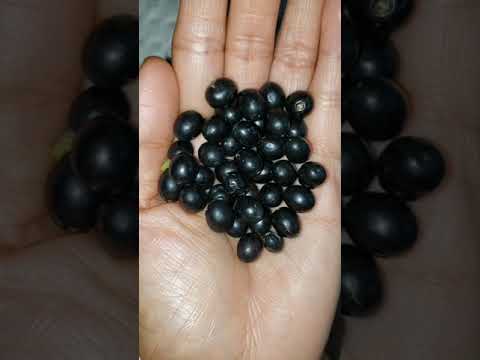 How to grow bay leaf ( laurel )from a seed...