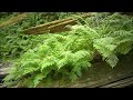 Gary Stroutsos - River Of Life (LandscapeHD)