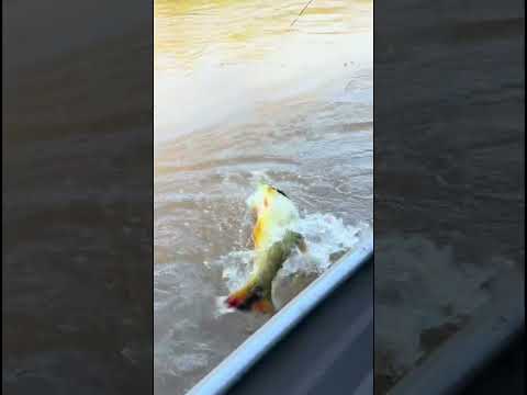 Rio Jauru no Mato Grosso, pescaria entre amigos
