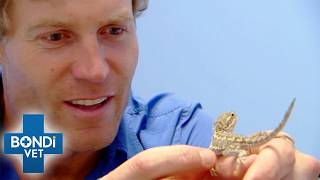 Bearded Dragon’s Tail Is Falling Off | Bondi Vet Full Episode