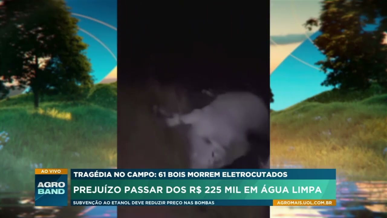 Descarga elétrica mata 61 cabeças de gado em fazenda de Goiás