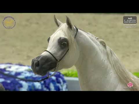 N 131 KA NISHAN   Dubai International Arabian Horse Championship 2023   Stallions 4   6 Years Old Cl