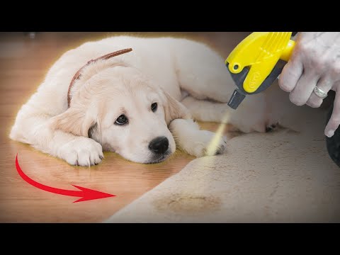 What to Spray on Carpet to Keep Dogs From Peeing