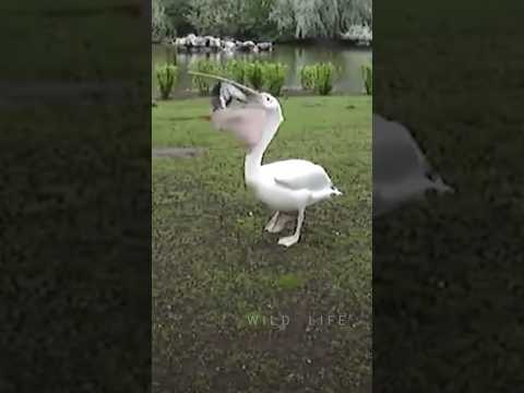 お腹を空かせたペリカンがハトを食べる！ 🦤🍽️