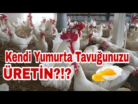 , title : 'Kendi yumurta tavuğunuzu üretin?!? #yumurtatavuğu #ligorintavuğu'