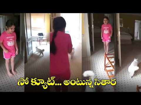 Sitara Ghattamaneni Playing With Her Cat | Sitara Latest Cute Video | Mahesh Babu | IG Telugu
