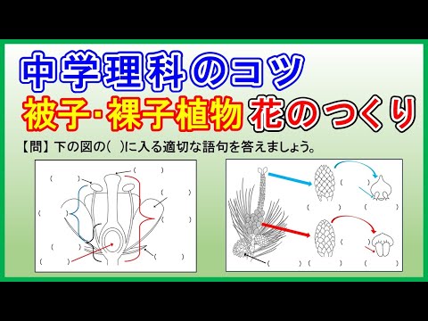サチリウム (植物)について詳しく解説