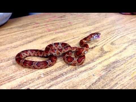 Goodness Snakes!!!! ( I hate snakes a lot.)