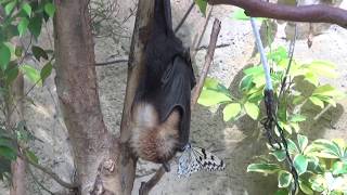 花と間違えてコウモリの鼻にとまるアゲハ蝶