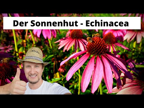 Sonnnehut - Echinacea 🌞 Mein Balkon Garten Heilpflanzen Tipp