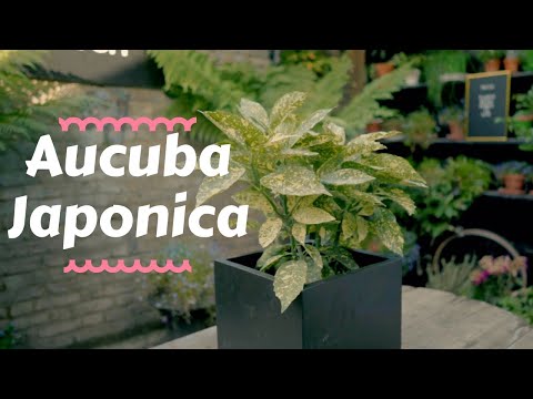 , title : 'Aucuba Japonica - Top Outdoor Plants 💫'