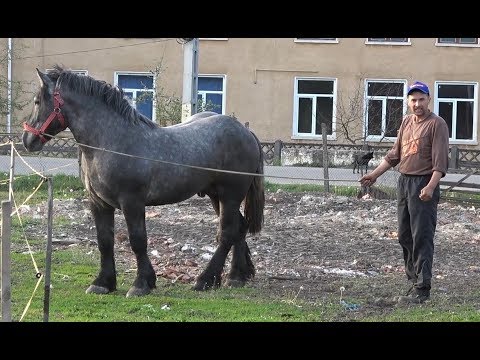 Caii lui Stelica de la Jichisu de Jos, Cluj - Prezentare Cai - 2019 Nou !!!