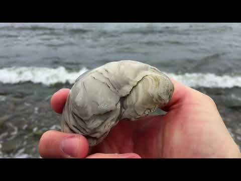 Spitzenfund - Fossile Auster