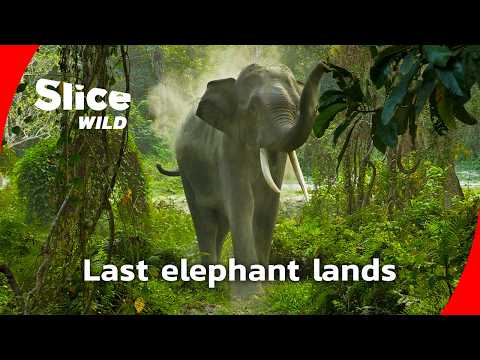 Bastion of the Giants: elephants facing a crowded world I FULL DOC | SLICE WILD