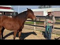 How To Catch A Hard To Catch Horse