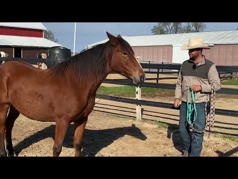 Ryan Rose &mdash; How to Catch a Hard-to-Catch Horse (Approach & Body Position)
