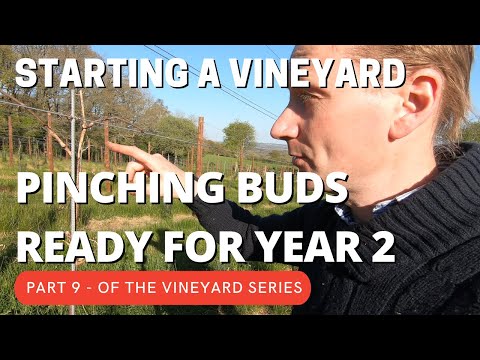 Starting a Vineyard Part 9  Pinching and picking buds ready for summer Year 2