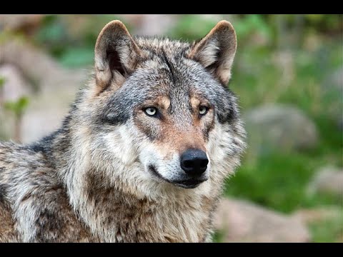Wolf kurz erklärt