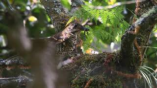 Download lagu Burung Anis Sisik (Zoothera dauma) sedang bersarang. mp3