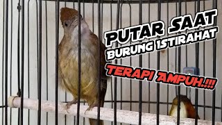 Download lagu Suara terapi untuk kapas tembak bahan dan macet bunyi mp3