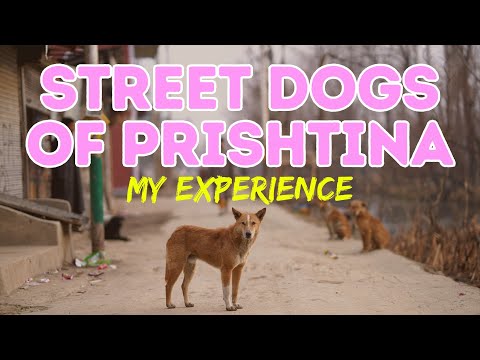 The Street Dogs of Prishtina - My Personal Experience