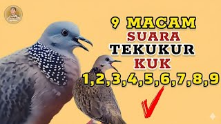 Download lagu 9 Macam Tipe Suara Tekukur Kuk 1 Sampai Kuk 9 Manakah Yang Paling Bagus Menurut Anda Lur❓ mp3 Download lagu 9 Macam Tipe Suara Tekukur Kuk 1 Sampai Kuk 9 Manakah Yang Paling Bagus Menurut Anda Lur❓ mp3