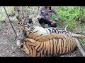 Stop Tiger Poaching