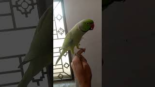 Pakistani parrot ll talking parrot ll best parrots
